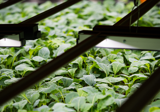 How Deepwater Farms Uses Aquaponics to Bring Fresh Greens and Fish to Calgary Main Photo