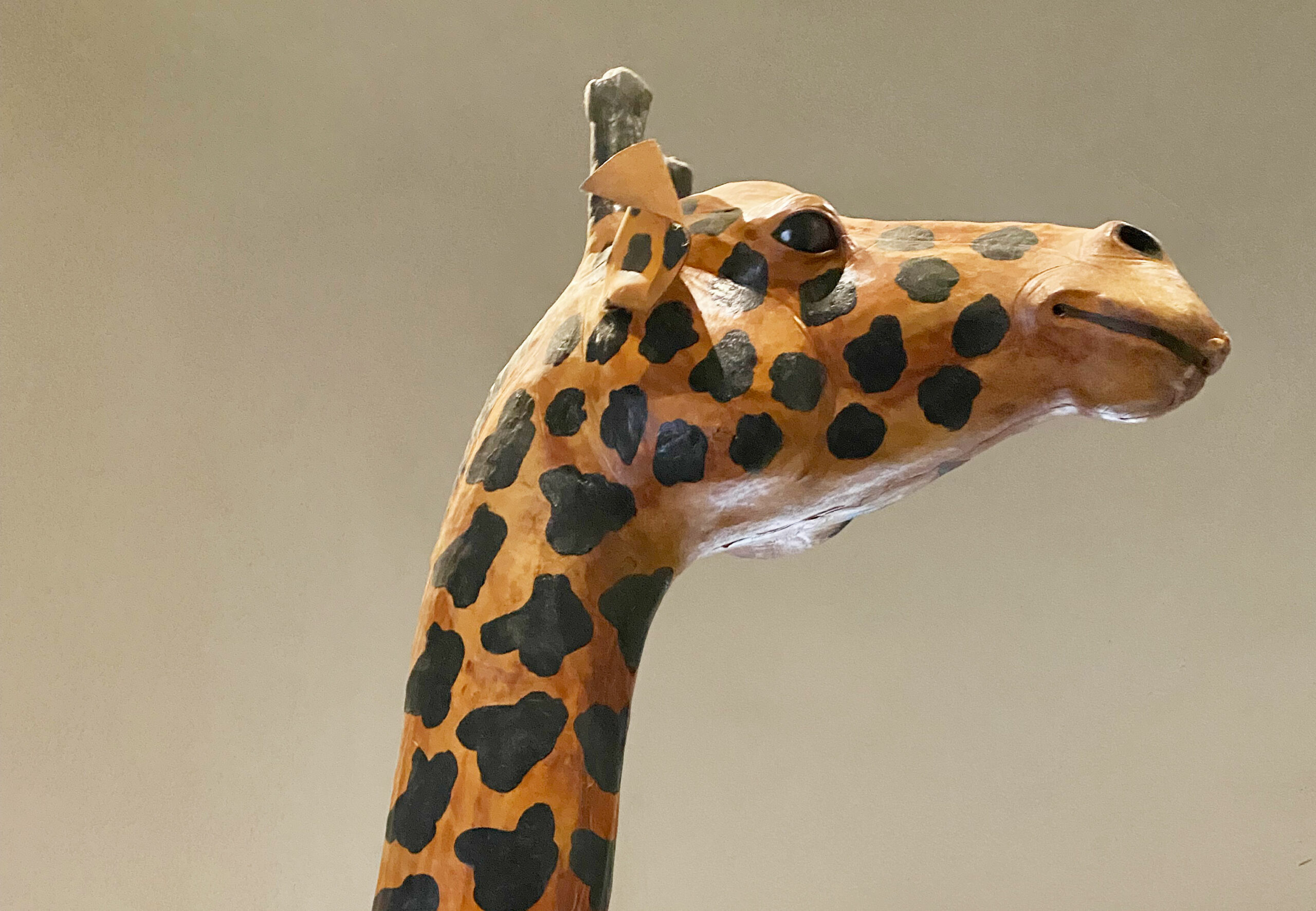 Golden Giraffe at the Calgary Zoo