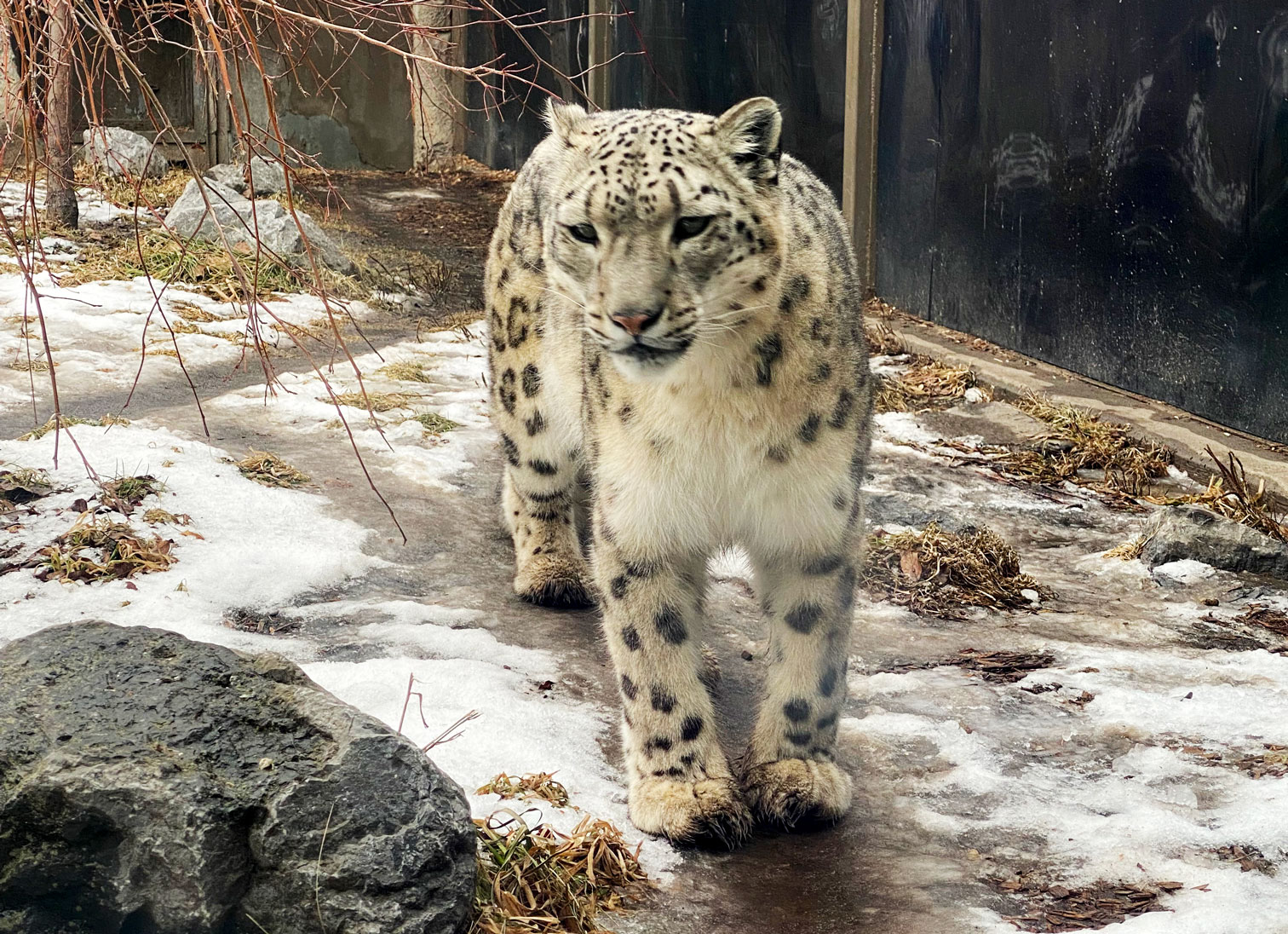 Snow Leopard at the Calgary Zoo