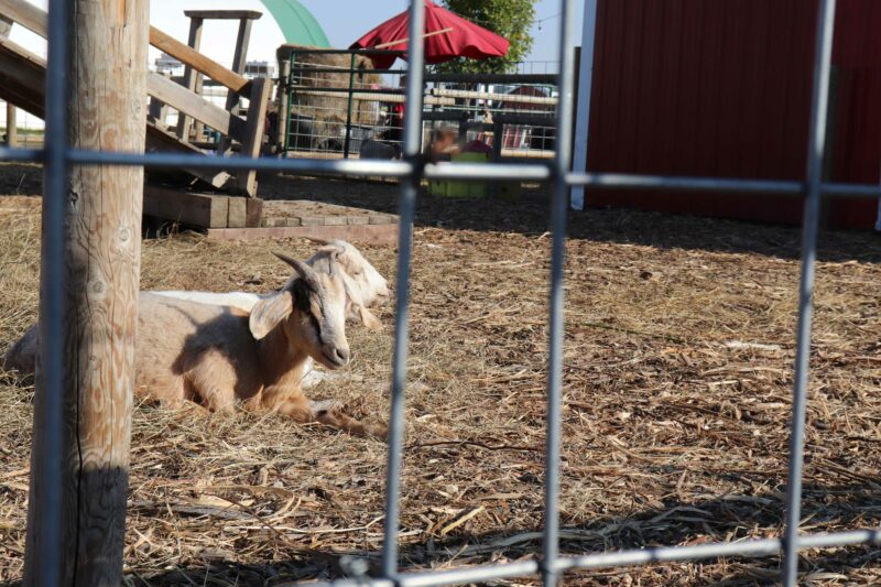 Goats at Calgary Farmyard Petting Zoo