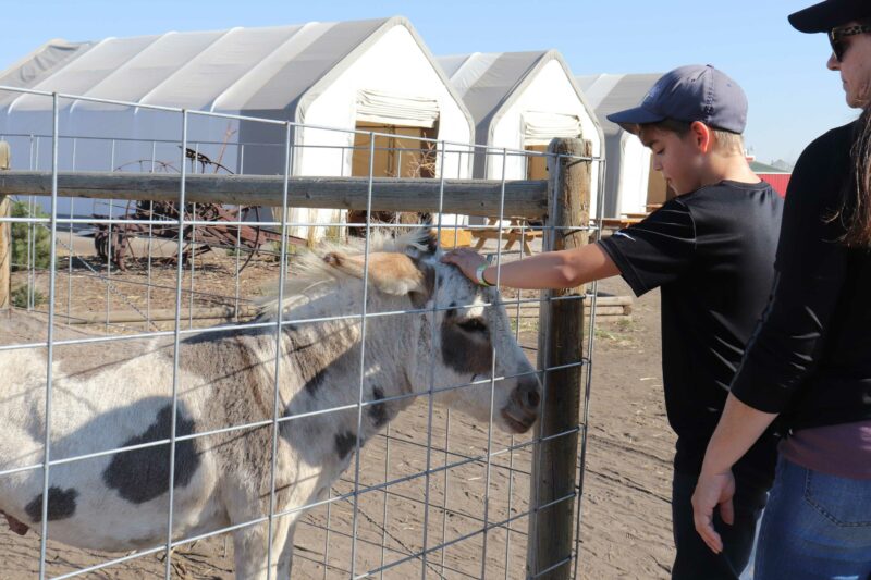 Petting a donkey at Calgary Farmyard