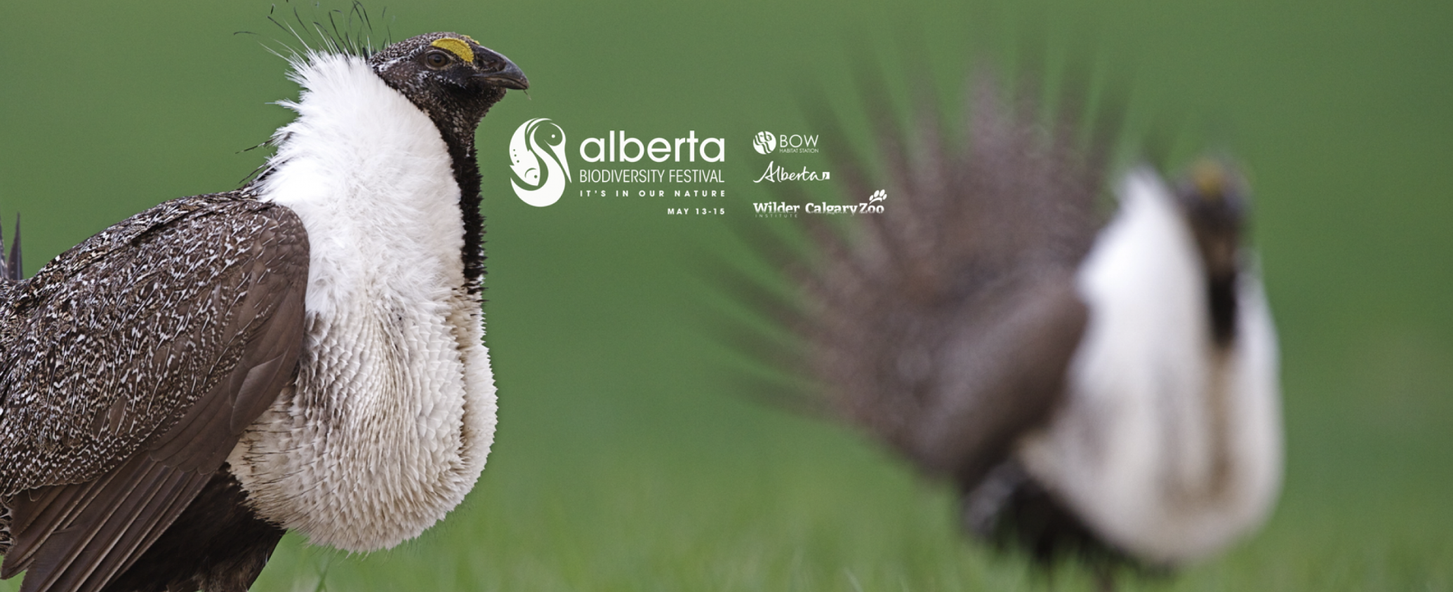 Alberta Biodiversity Festival on Where Rockies