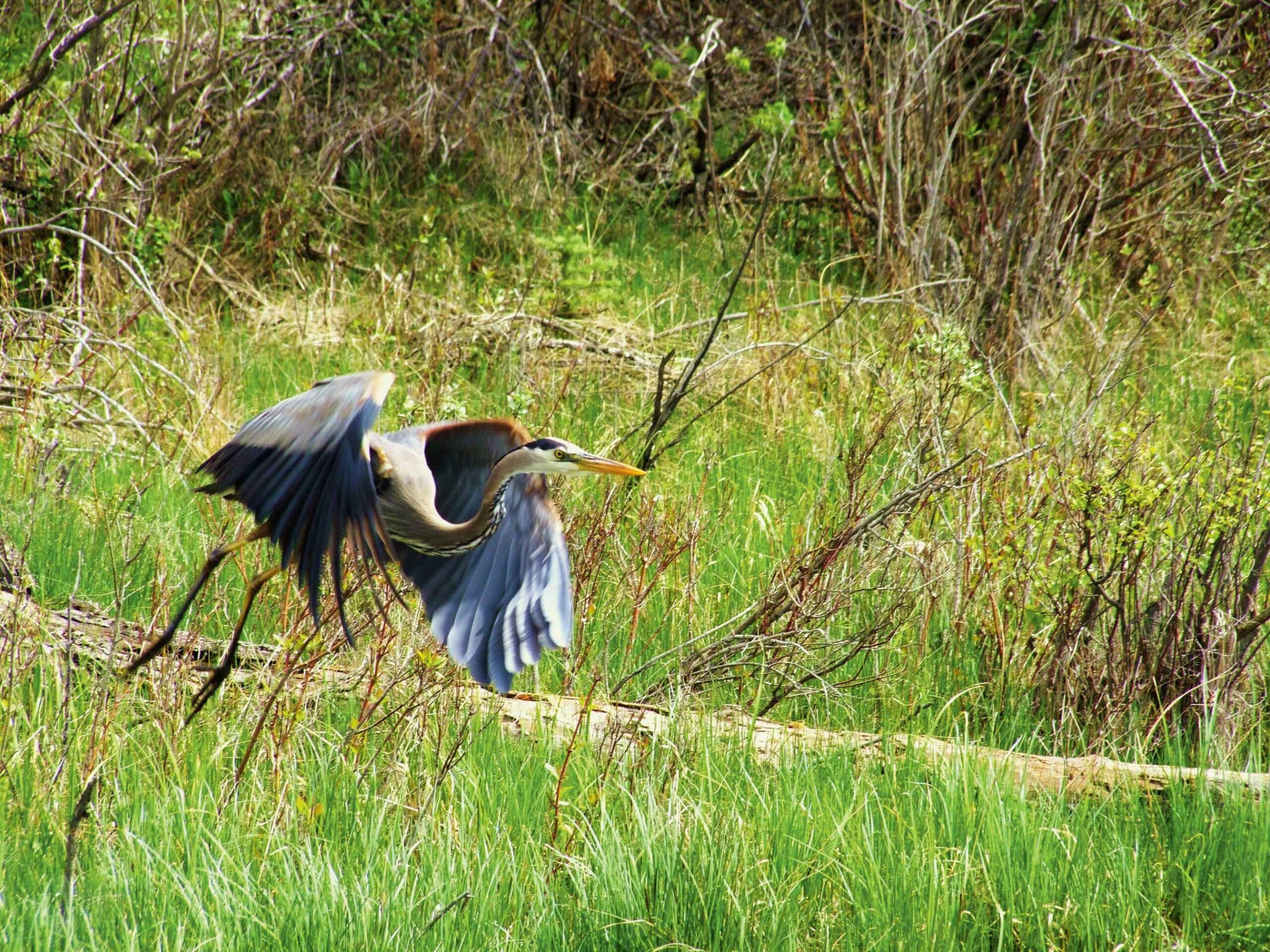 A blue heron takes off at the Inglewood Bird Sanctuary, which is a great photo op in Calgary