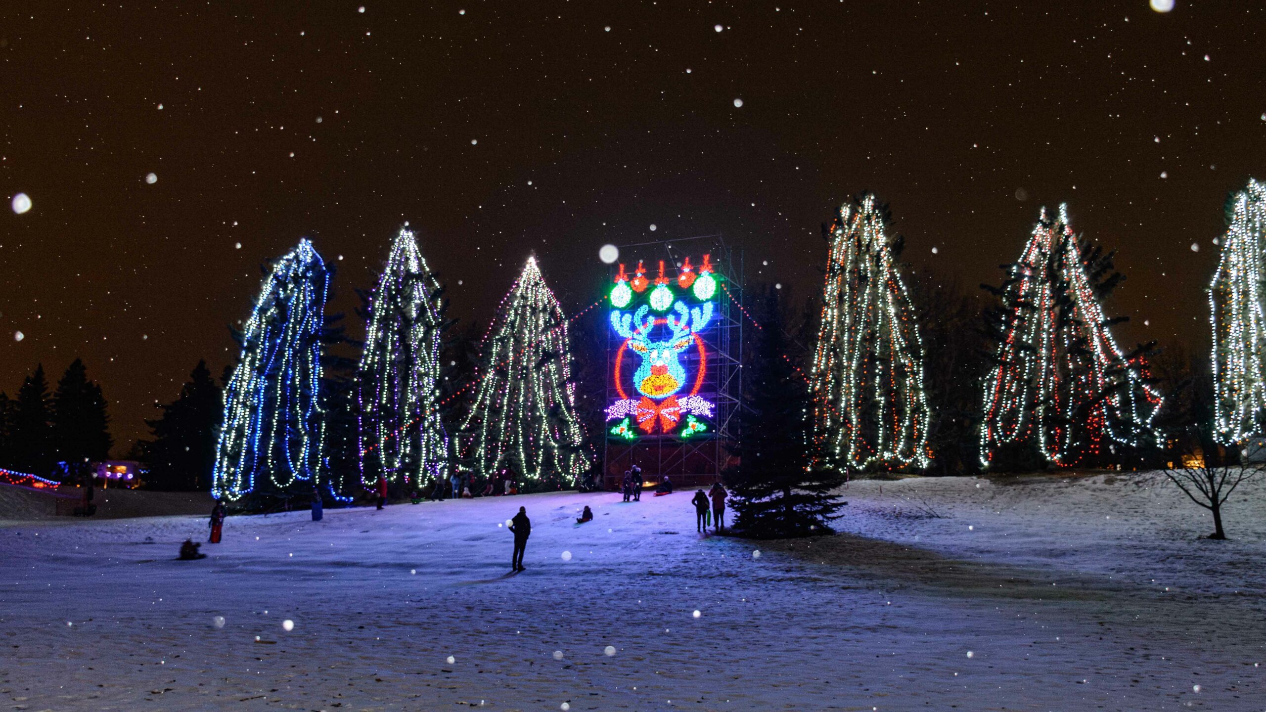 Enjoying the trees and decorations from the Lions Festival of Lights is one of the great free things to do in Calgary.