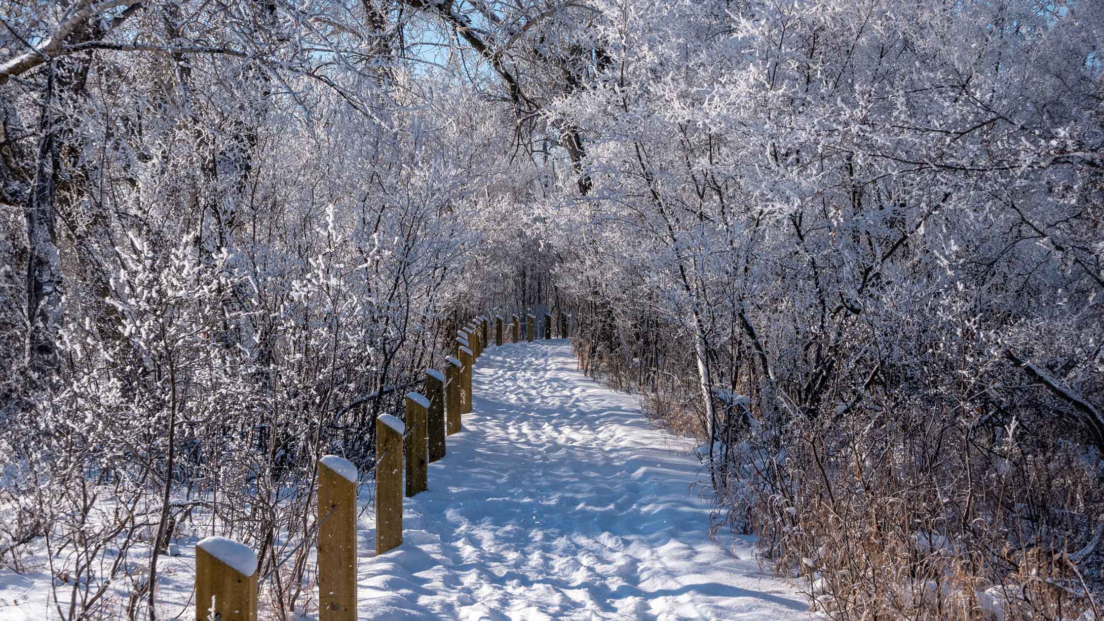 A snow covered walking trail at Inglewood Bird Sanctuary. This is one of the many free things to do in Calgary.