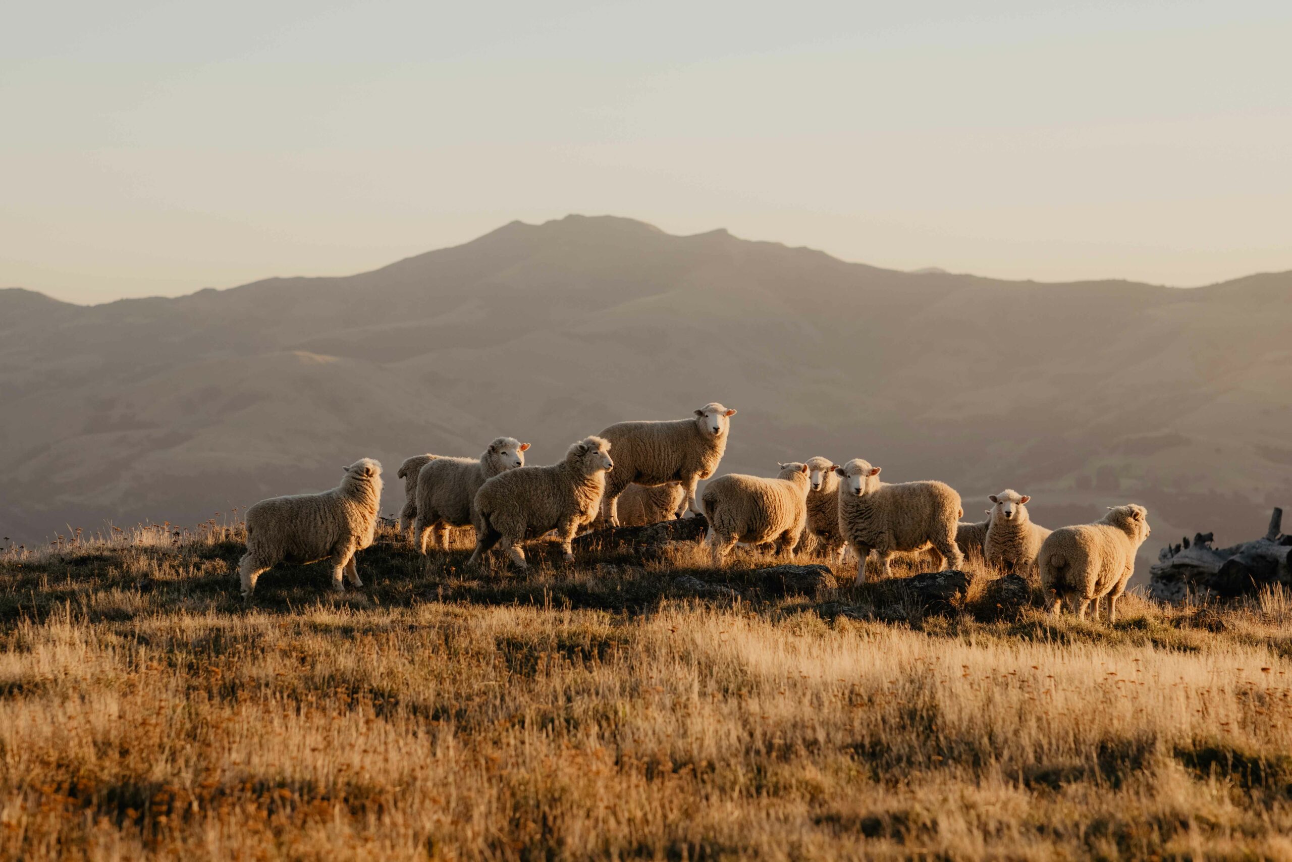 Merino Sheep stand on a grassy hill with mountains in the background.