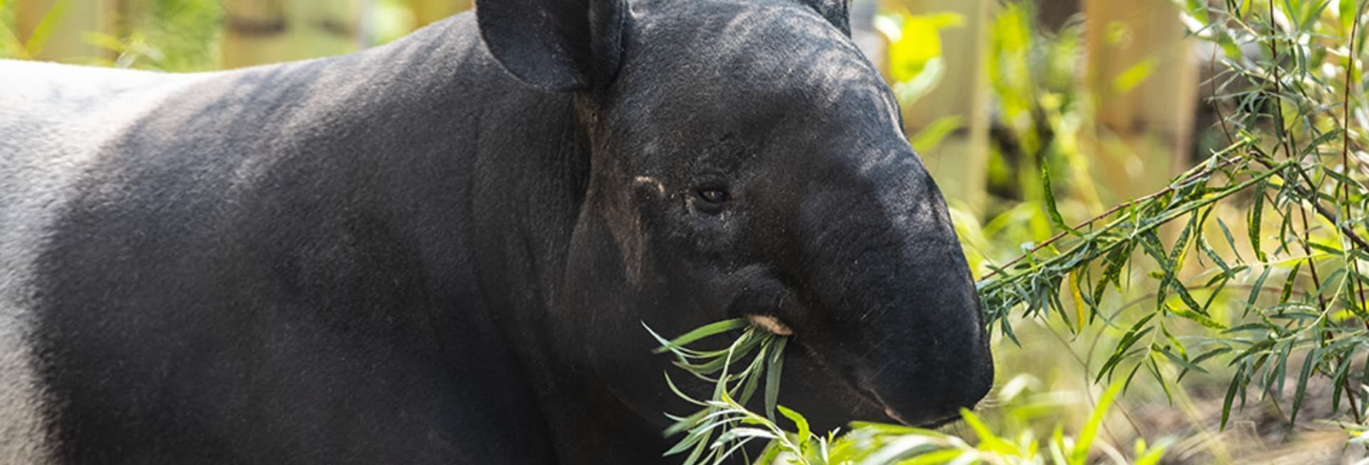 Wild After Hours: Tapirs - wherecalgary.ca events Wild After Hours: Tapirs Event Image
