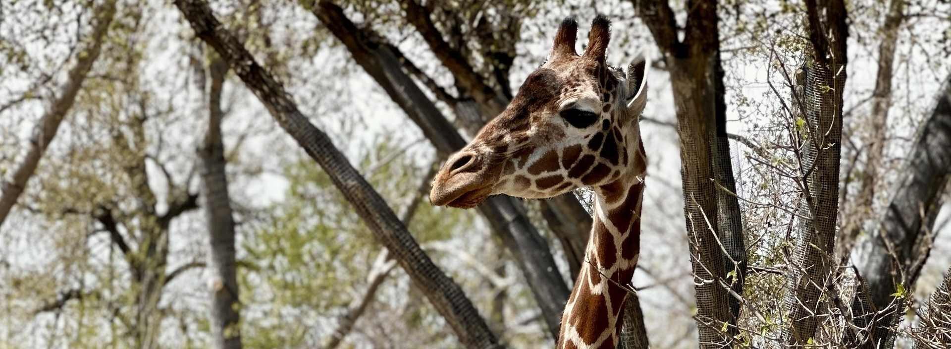 FOCUSED: Destination Africa - wherecalgary.ca events FOCUSED: Destination Africa Event Image