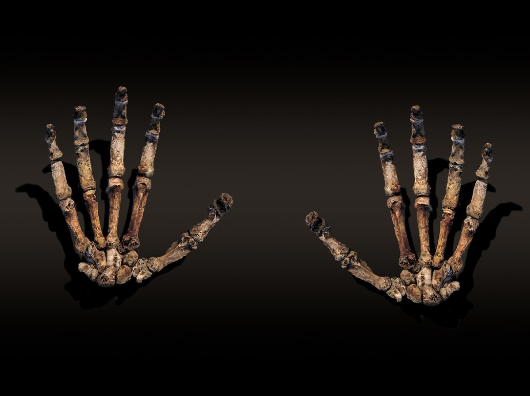 National Geographic Live: Lee Berger – Cave of Bones - Read more on Where Calgary Online National Geographic Live: Lee Berger – Cave of Bones on Where Rockies