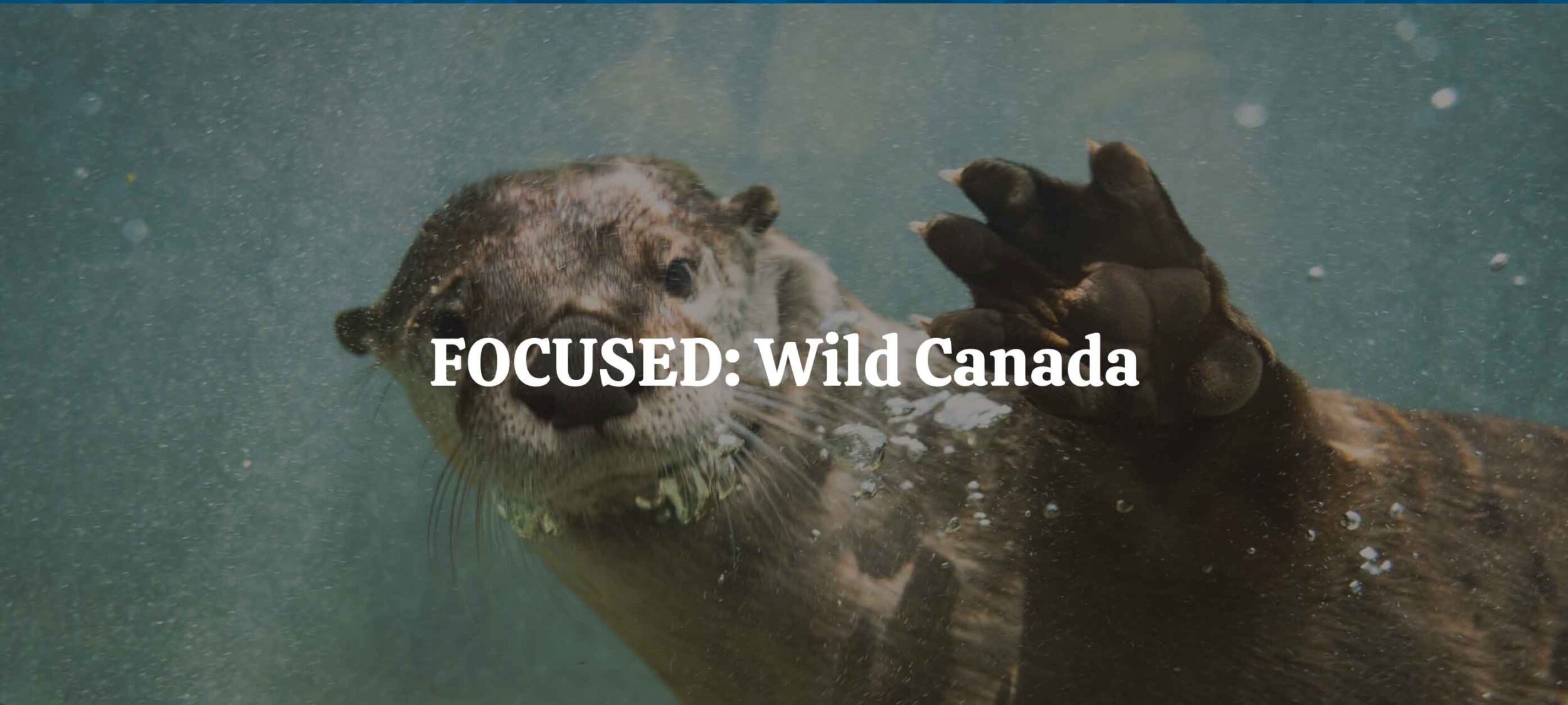FOCUSED: Wild Canada on Where Rockies
