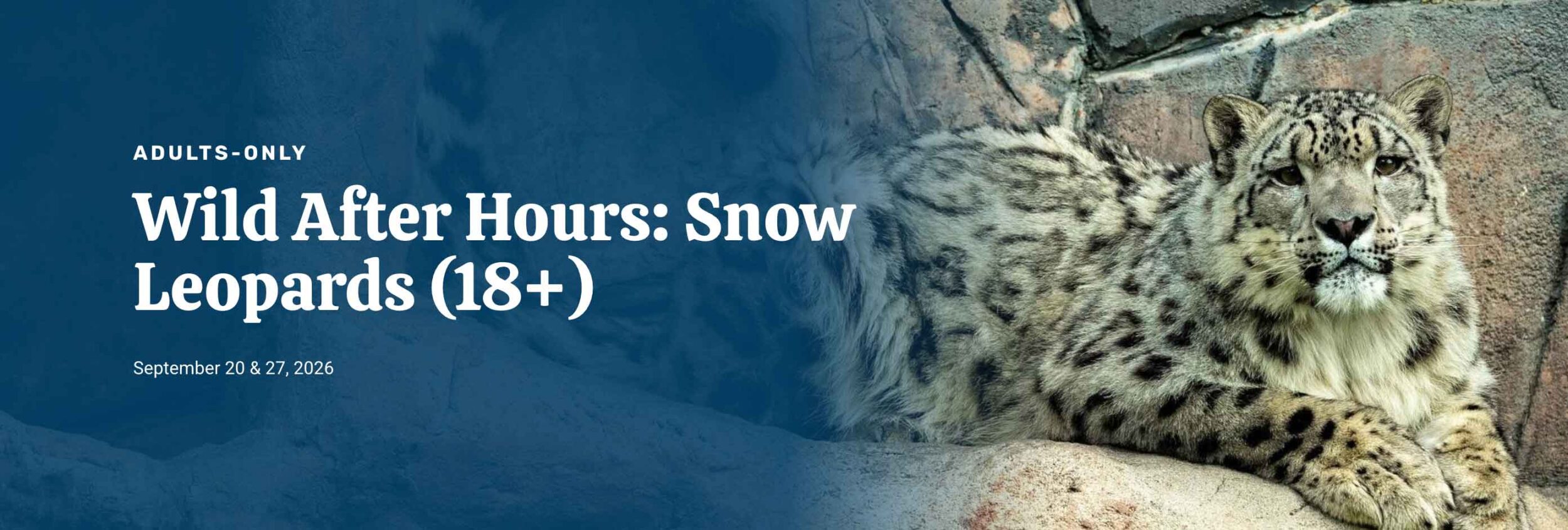 Wild After Hours: Snow Leopards - Read more on Where Calgary Online Wild After Hours: Snow Leopards on Where Rockies